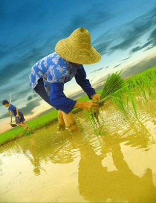 rice-field.jpg